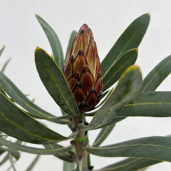 プロテア:ピンククリーム 7号鉢植え25-02