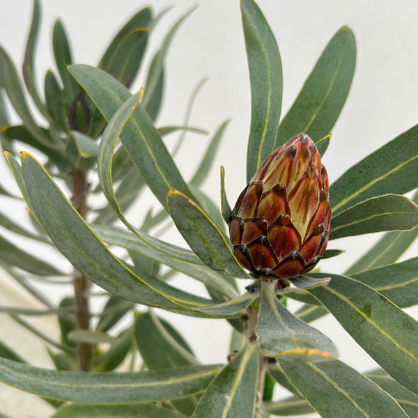 プロテア:ピンククリーム 7号鉢植え25-02