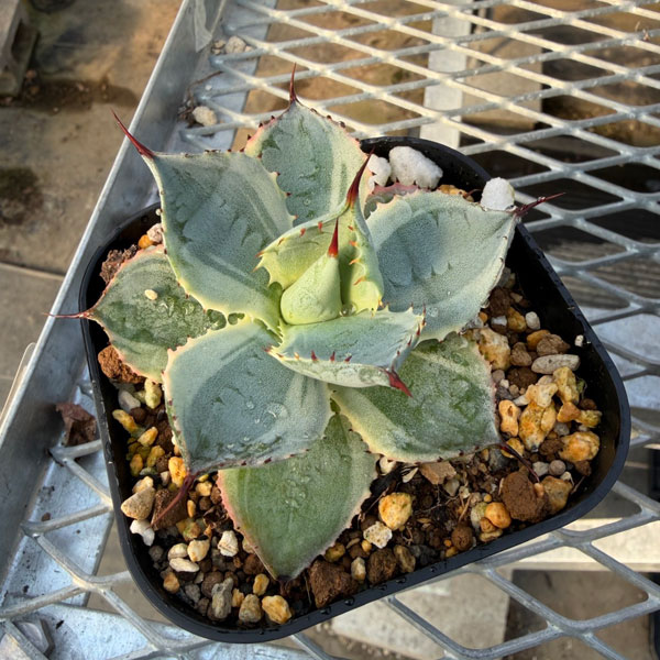 アガベ:ポタトラム 雷神錦(らいじんにしき)3.5号鉢植え