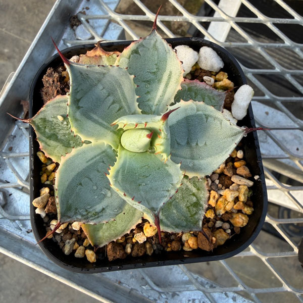 アガベ:ポタトラム 雷神錦(らいじんにしき)3.5号鉢植え