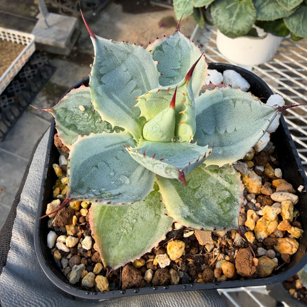 アガベ:ポタトラム 雷神錦(らいじんにしき)3.5号鉢植え