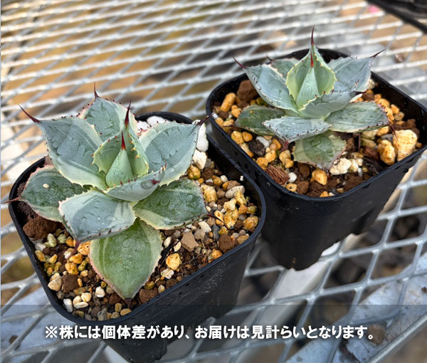 アガベ:ポタトラム 雷神錦(らいじんにしき)3.5号鉢植え