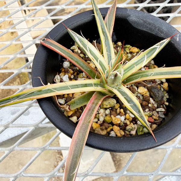 アガベ:滝の白糸錦 3号25-01