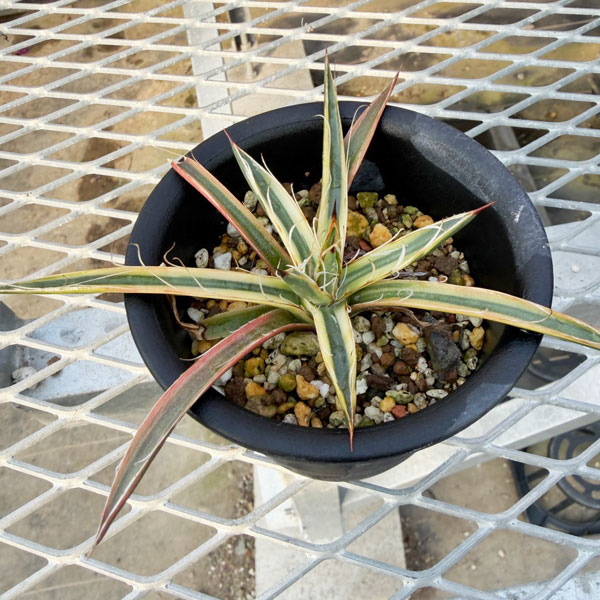 アガベ:滝の白糸錦 3号25-01