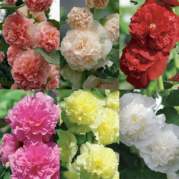 八重咲きアルセア（タチアオイ）の苗6色セット