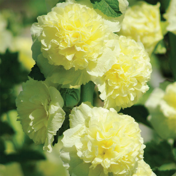 八重咲きアルセア（タチアオイ）の苗6色セット