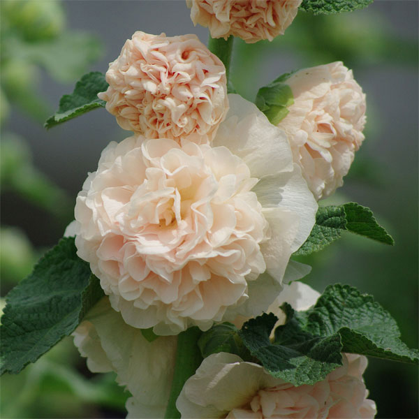 八重咲きアルセア（タチアオイ）の苗6色セット