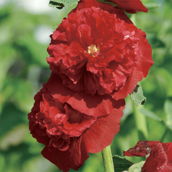 八重咲きアルセア（タチアオイ）の苗6色セット