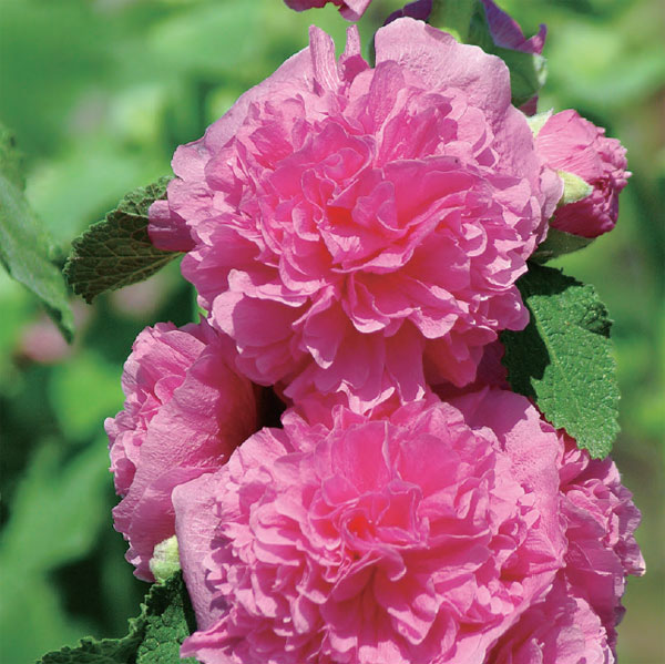 八重咲きアルセア（タチアオイ）の苗6色セット