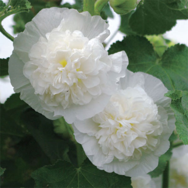 八重咲きアルセア（タチアオイ）の苗6色セット