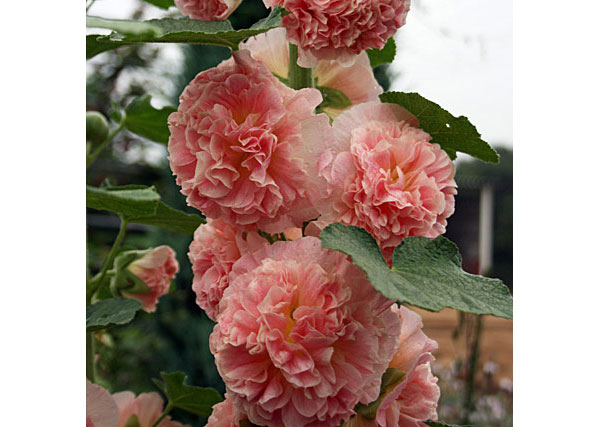 八重咲きアルセア（タチアオイ）の苗6色セット