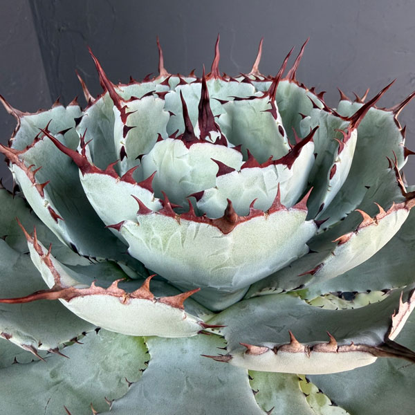 アガベ：吉祥冠（ポタトラム）幹上がり　10号鉢植え*