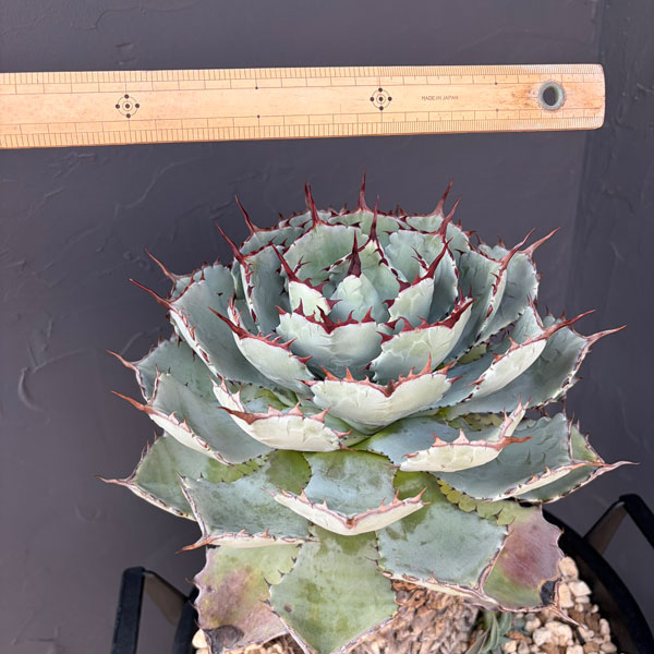 アガベ：吉祥冠（ポタトラム）幹上がり　10号鉢植え*