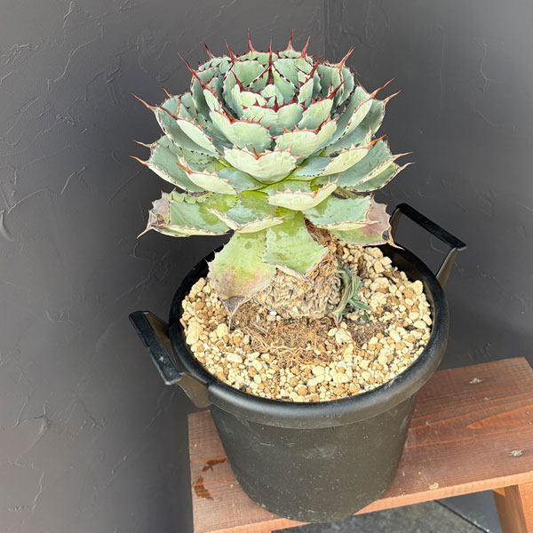 アガベ：吉祥冠（ポタトラム）幹上がり　10号鉢植え*