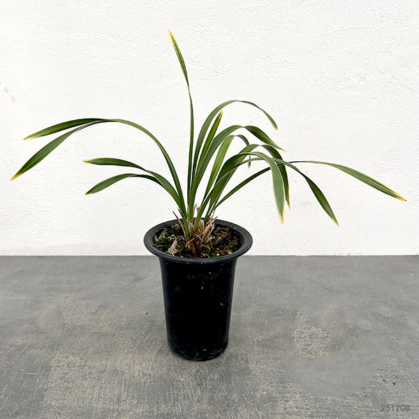 東洋蘭:金稜辺(キンリョウヘン)日月(ジツゲツ)4号鉢植え