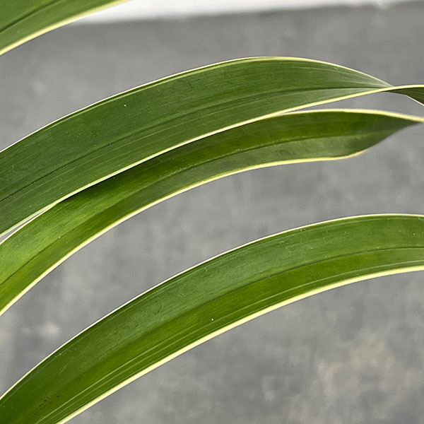 東洋蘭:金稜辺(キンリョウヘン)日月(ジツゲツ)4号鉢植え