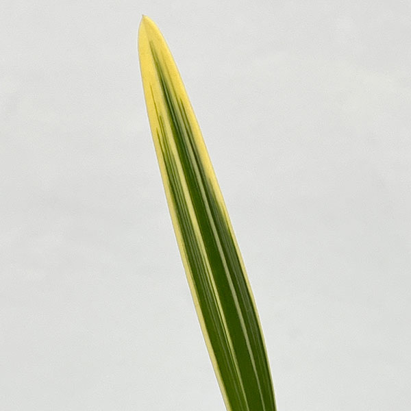 東洋蘭:金稜辺(キンリョウヘン)日月(ジツゲツ)4号鉢植え