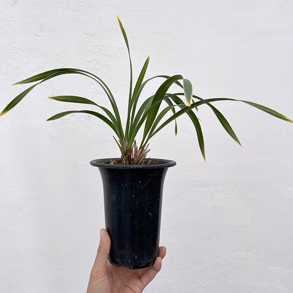 東洋蘭:金稜辺(キンリョウヘン)日月(ジツゲツ)4号鉢植え