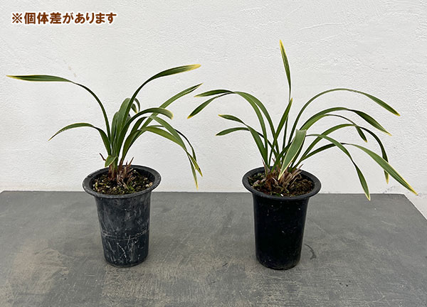 東洋蘭:金稜辺(キンリョウヘン)日月(ジツゲツ)4号鉢植え