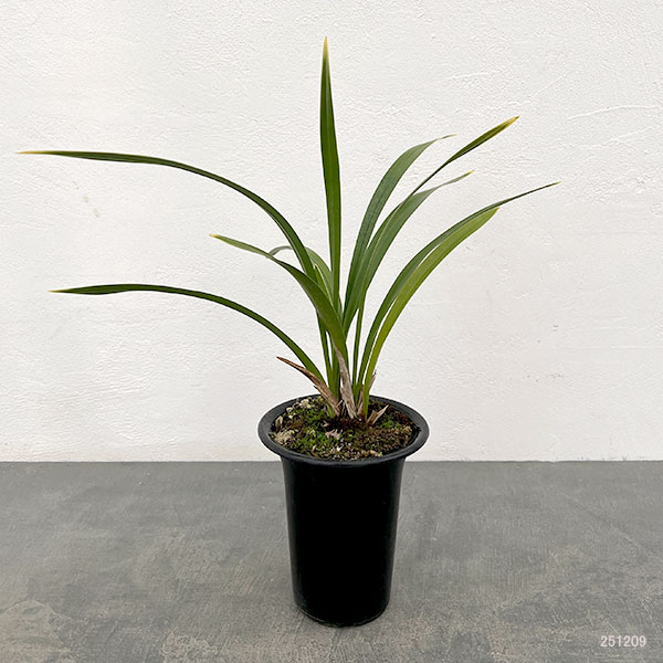 東洋蘭:金稜辺(キンリョウヘン)常盤錦(トキワニシキ)4号鉢植え