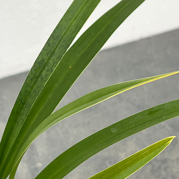 東洋蘭:金稜辺(キンリョウヘン)常盤錦(トキワニシキ)4号鉢植え