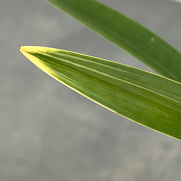 東洋蘭:金稜辺(キンリョウヘン)常盤錦(トキワニシキ)4号鉢植え