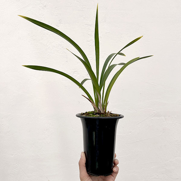 東洋蘭:金稜辺(キンリョウヘン)常盤錦(トキワニシキ)4号鉢植え