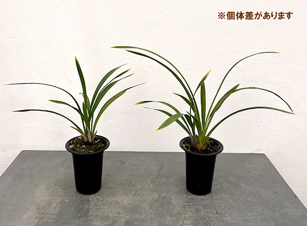 東洋蘭:金稜辺(キンリョウヘン)常盤錦(トキワニシキ)4号鉢植え