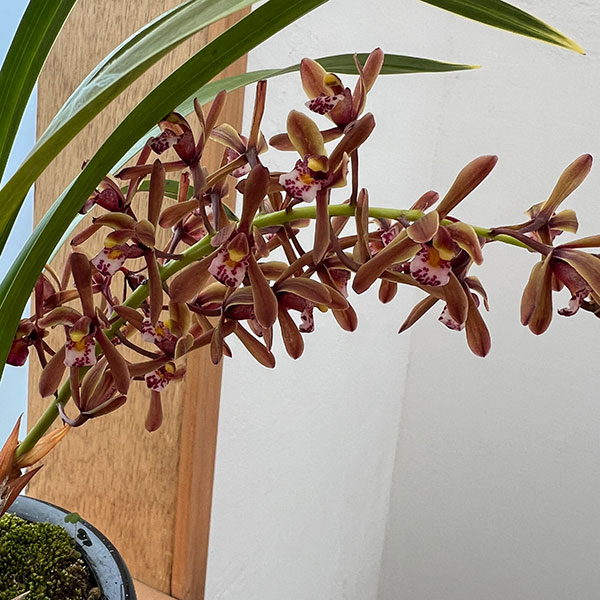 東洋蘭：金稜辺（キンリョウヘン）常盤錦（トキワニシキ）4号鉢植え