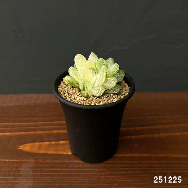 ハオルチア：雪花錦2.5号鉢植え