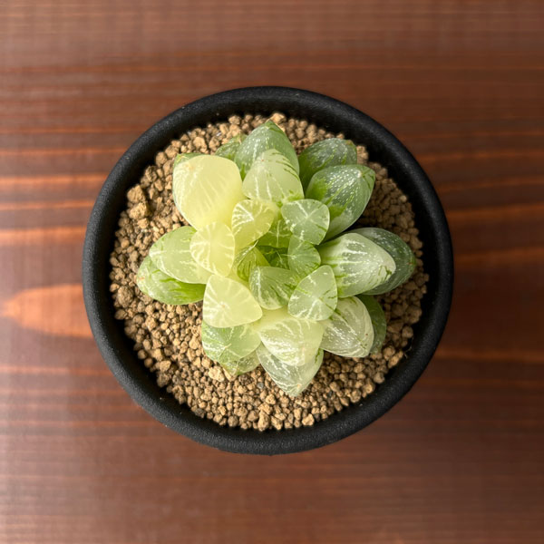 ハオルチア：雪花錦2.5号鉢植え