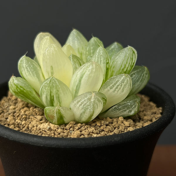 ハオルチア：雪花錦2.5号鉢植え