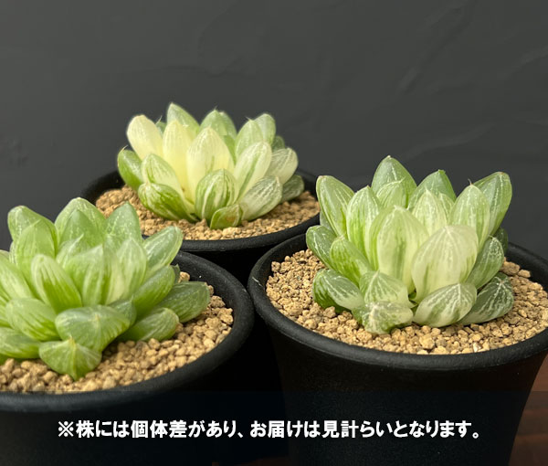 ハオルチア：雪花錦2.5号鉢植え