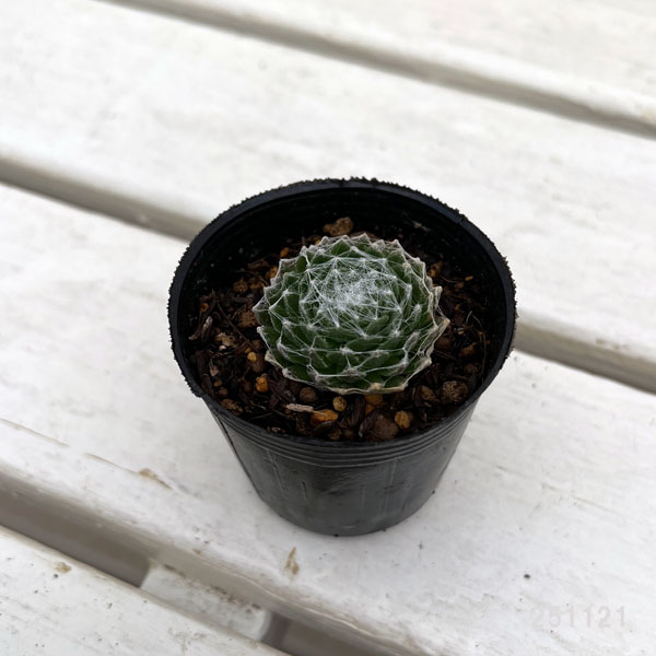 センペルビウム:大巻絹 2号ポット