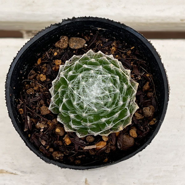 センペルビウム:大巻絹 2号ポット