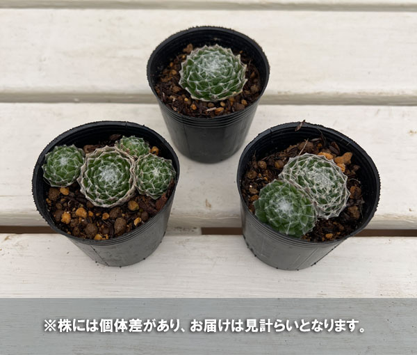 センペルビウム:大巻絹 2号ポット