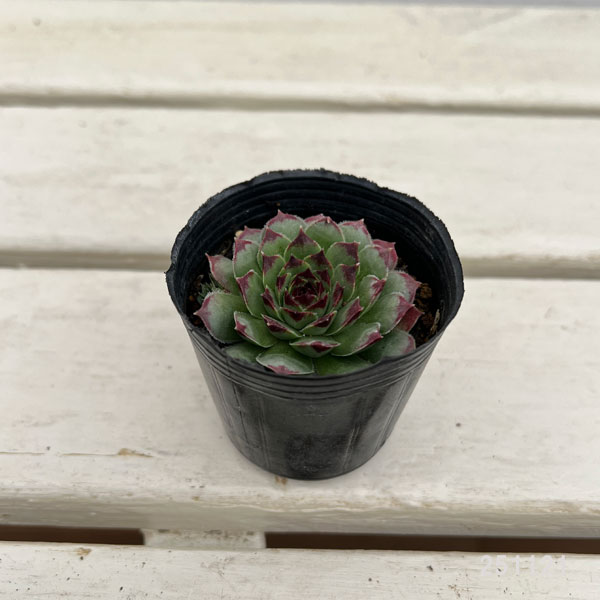 センペルビウム:ギョーム 2号ポット