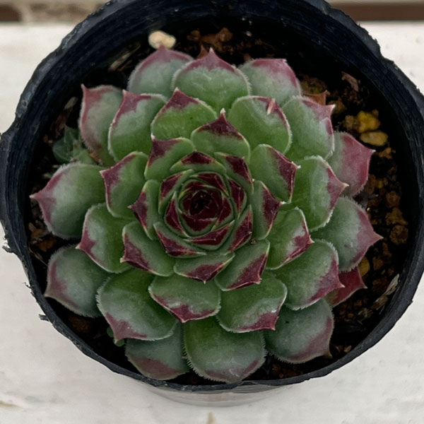 センペルビウム:ギョーム 2号ポット