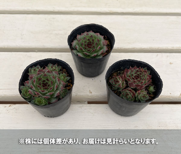 センペルビウム:ギョーム 2号ポット