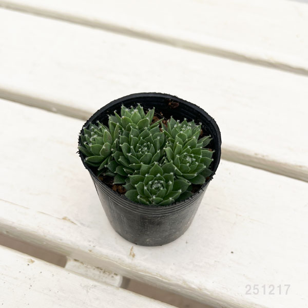 センペルビウム:シルバーカーネオル 2号ポット