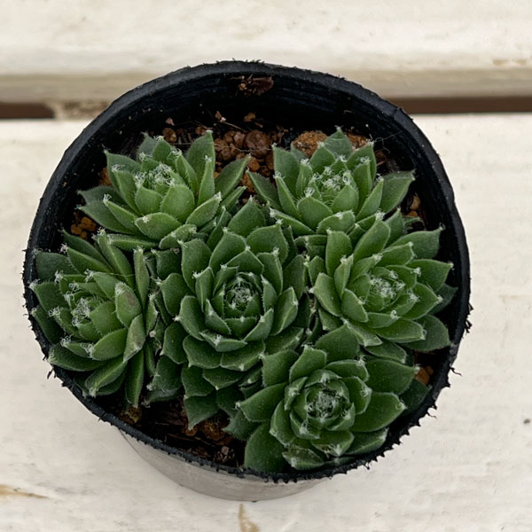 センペルビウム:シルバーカーネオル 2号ポット