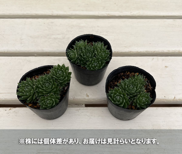 センペルビウム:シルバーカーネオル 2号ポット