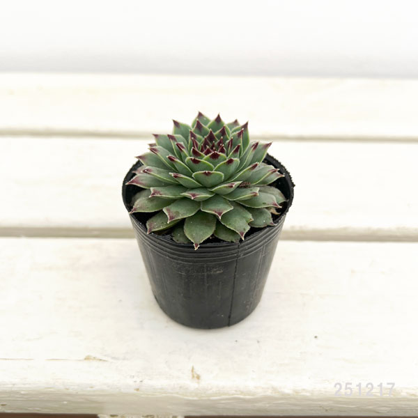 センペルビウム:ティップトップ 2号ポット