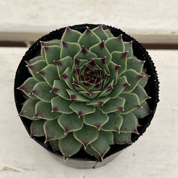 センペルビウム:ティップトップ 2号ポット