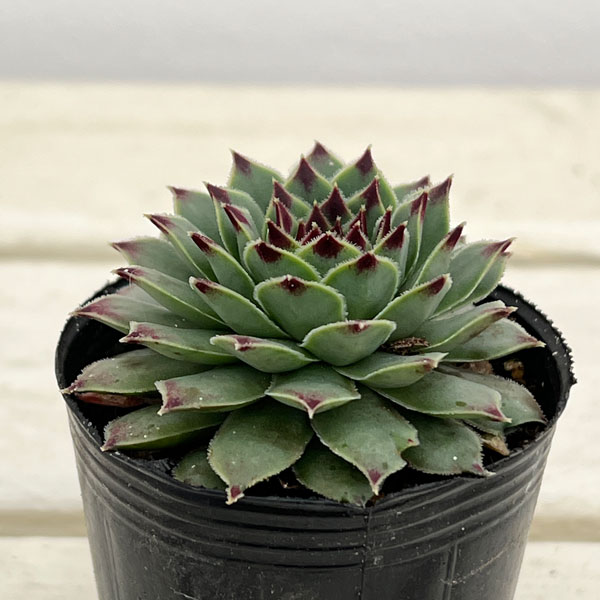 センペルビウム:ティップトップ 2号ポット