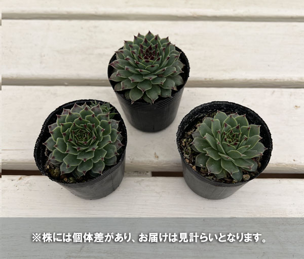 センペルビウム:ティップトップ 2号ポット