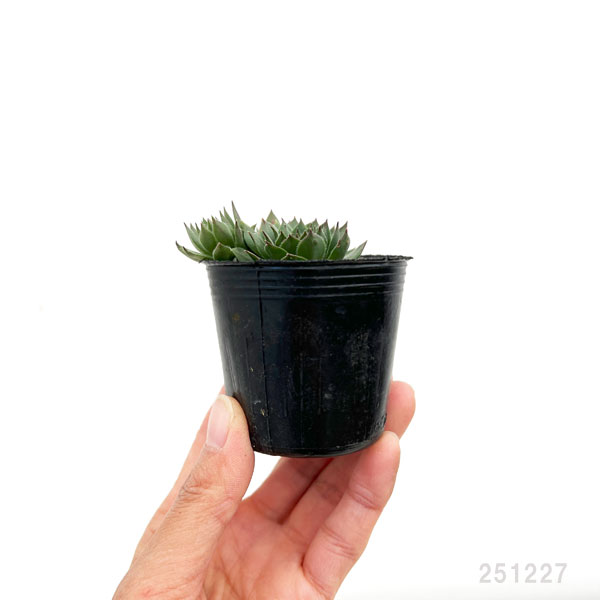 センペルビウム:ダイナモ 2号ポット