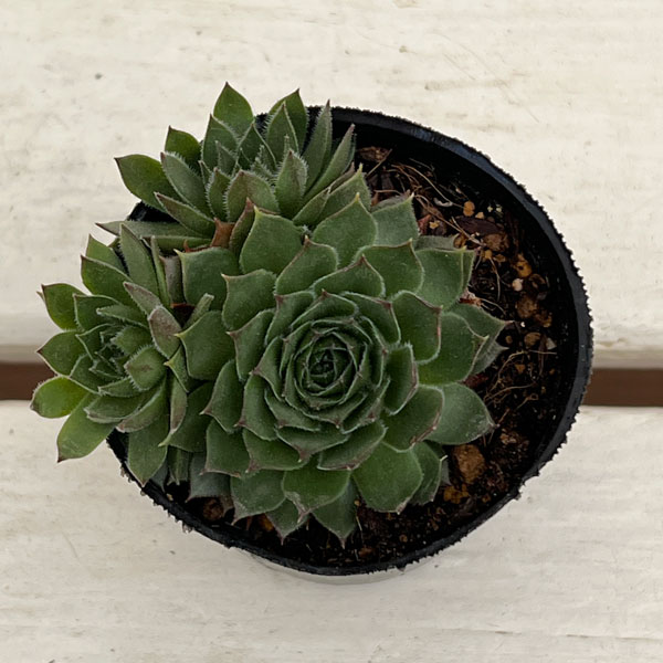 センペルビウム:ダイナモ 2号ポット