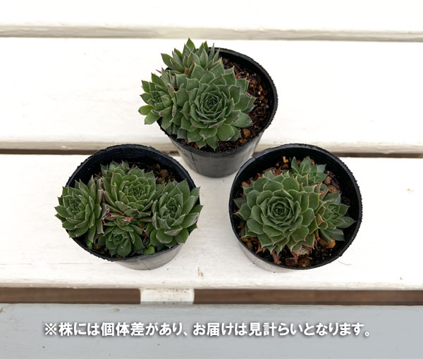 センペルビウム:ダイナモ 2号ポット