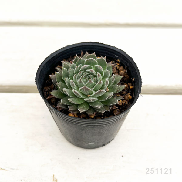 センペルビウム：トムブロン　 2号ポット